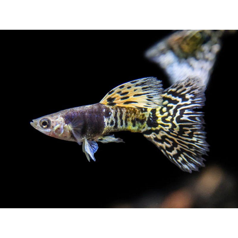 Yellow  King Cobra Guppy Pair