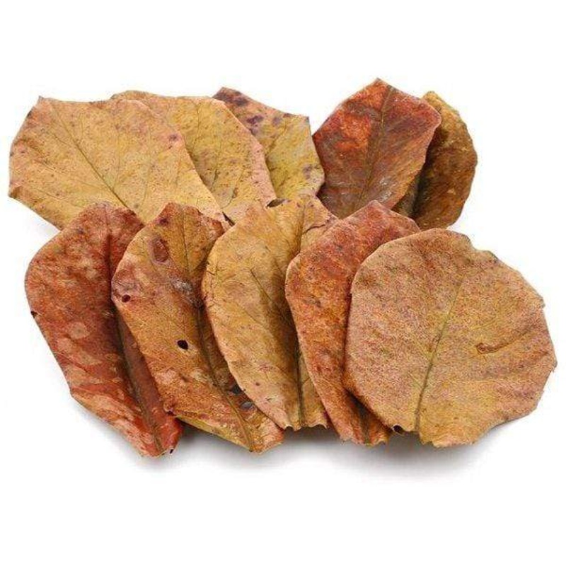 Indian Almond Leaves 10 Pack