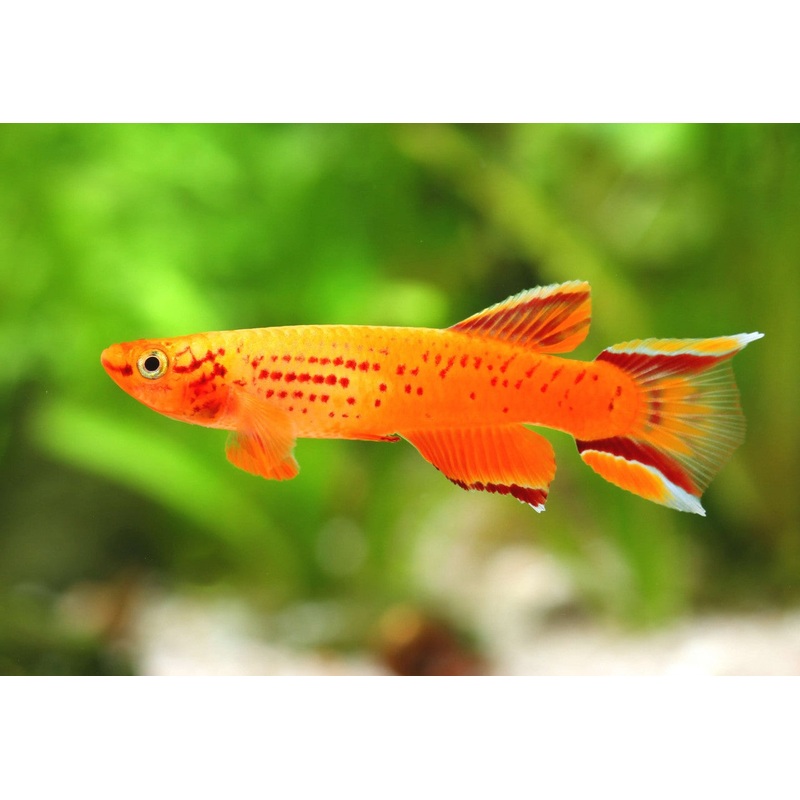 Aph. Australe Gold Lyretail Killifish