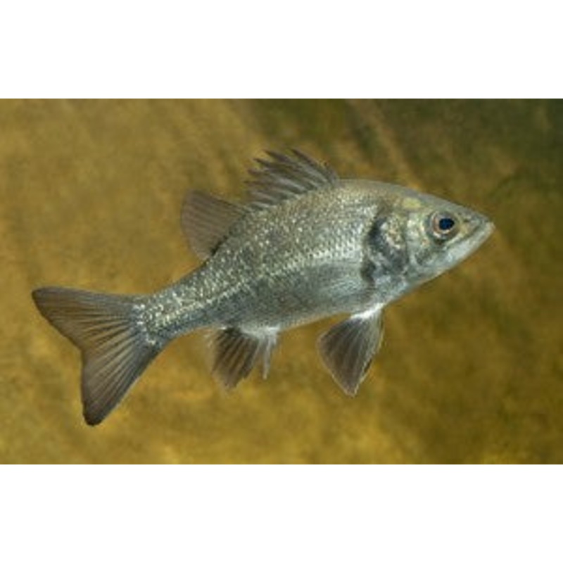 Australian Bass 4cm