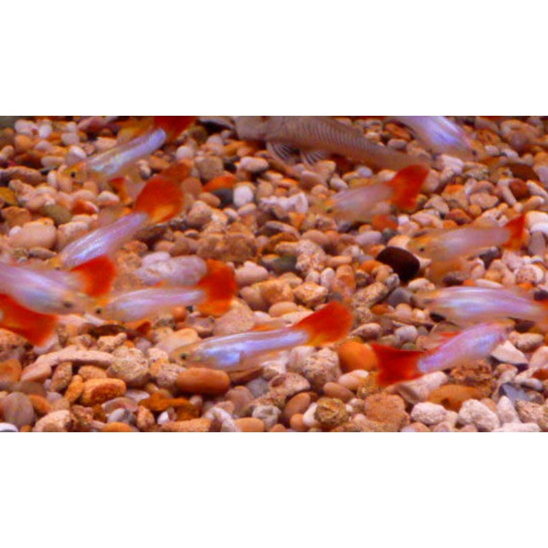 Buena vista Male Guppy