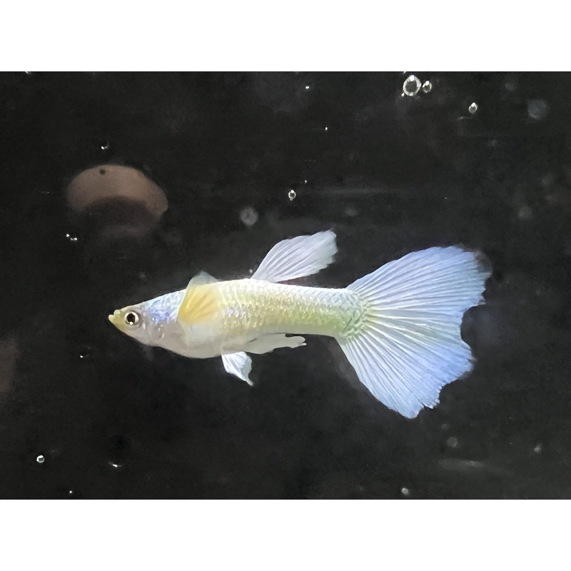 Luminous White Guppy Male