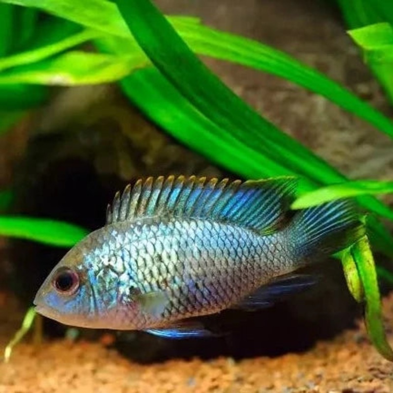 Neon Blue Acara