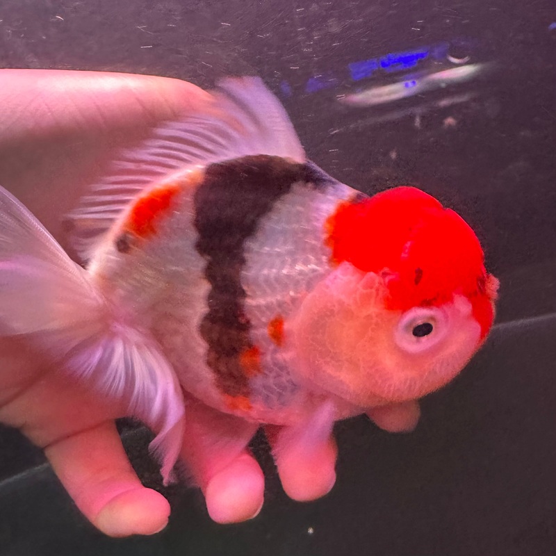 A Grade Thai Tricolor Oranda 12cm
