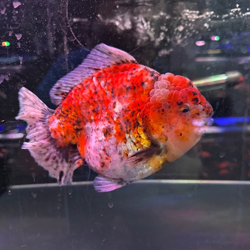 AAA GRADE Thai Short Tail Oranda 18cm