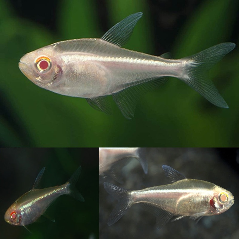 Albino Black Neon Tetra