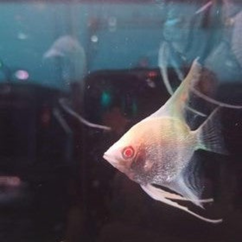 Albino Diamond Angelfish