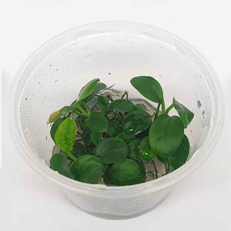 Anubias barteri nana - Petite - Tissue Culture