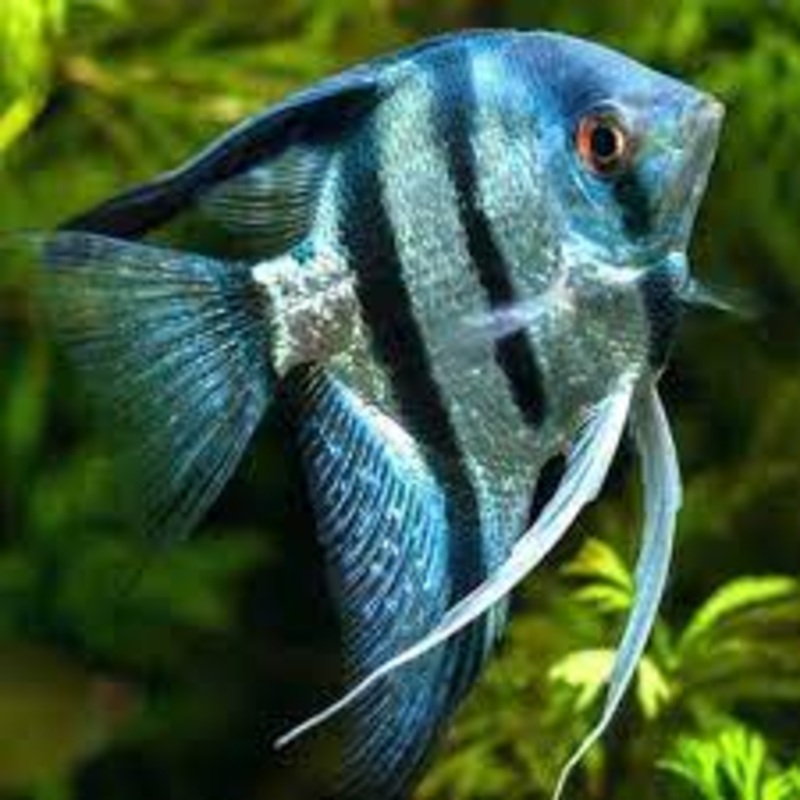 Assorted Angelfish 8cm