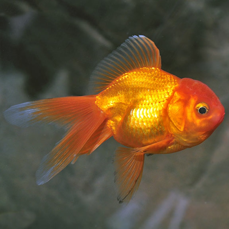 Assorted Oranda 5cm