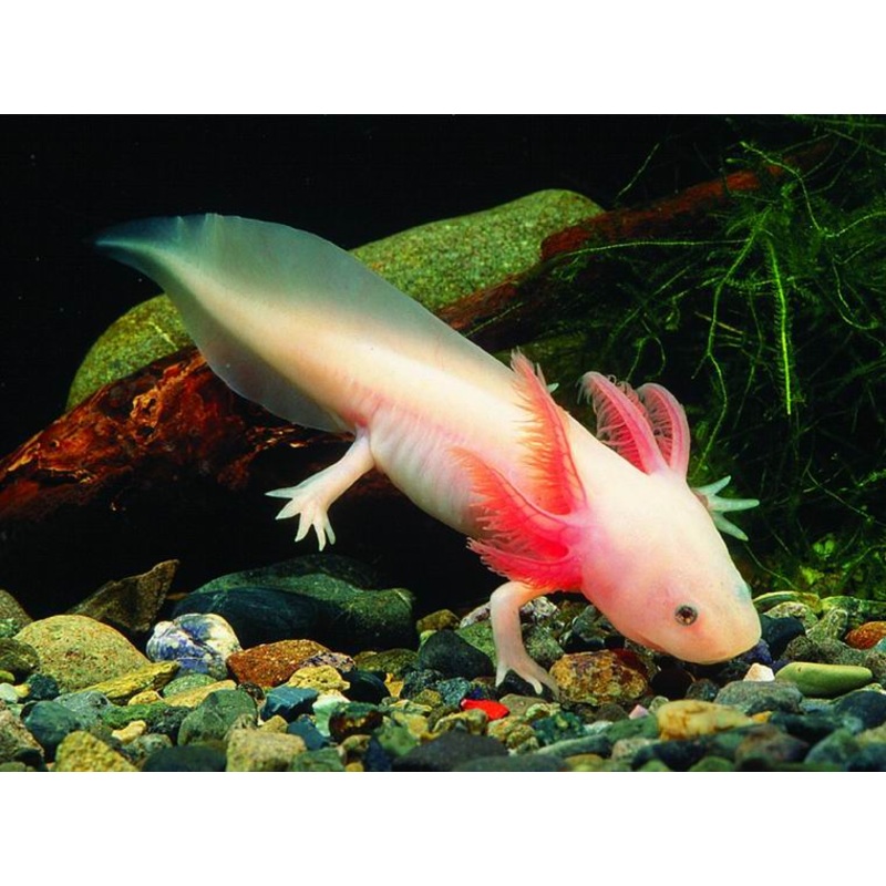 Axolotl