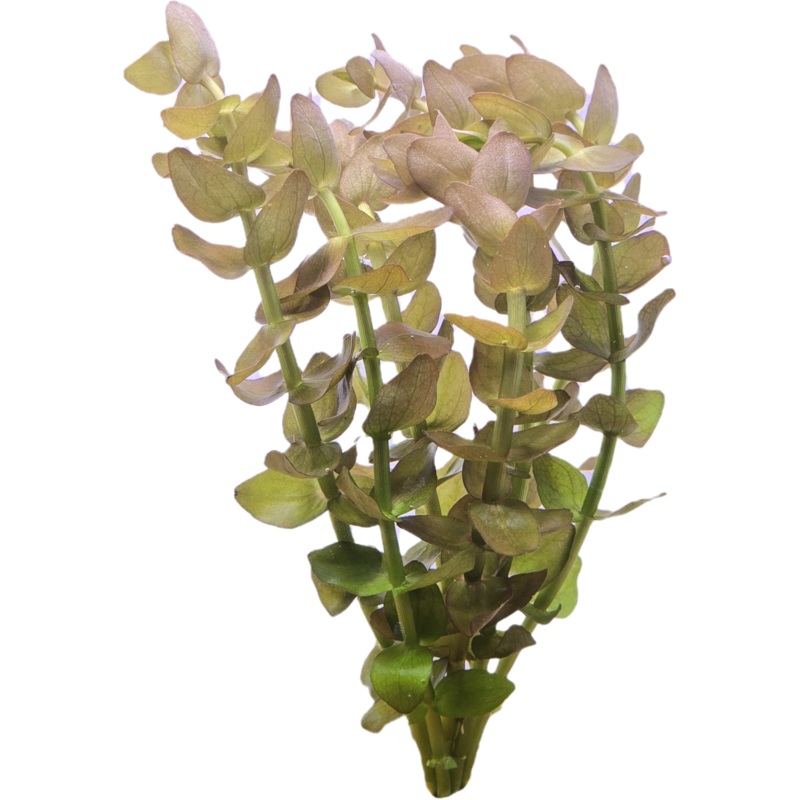 Bacopa Bunch