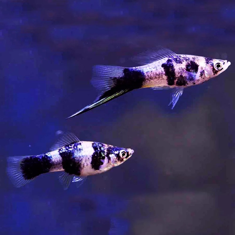 Blue Swordtail