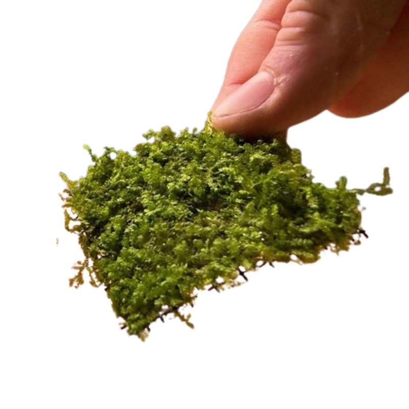 Buce Moss On Mesh