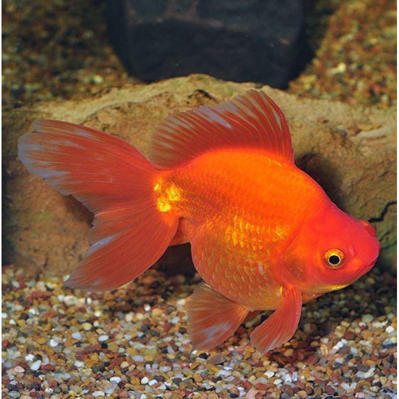 Calico Ryukin 6cm