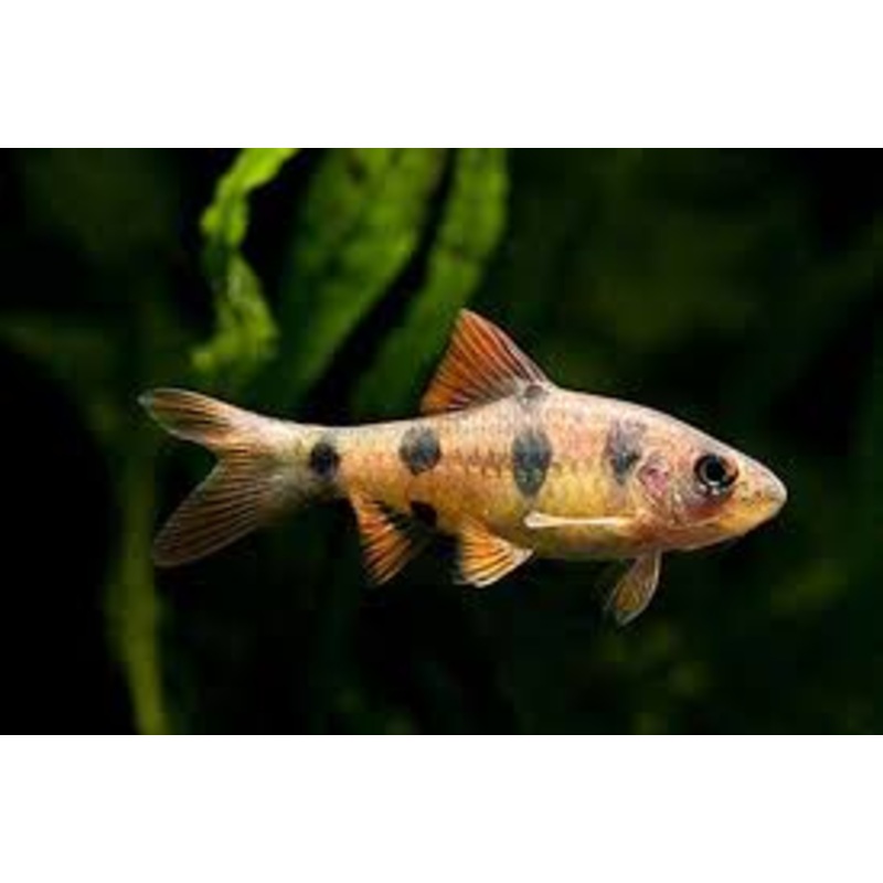 Clown Barb 6cm