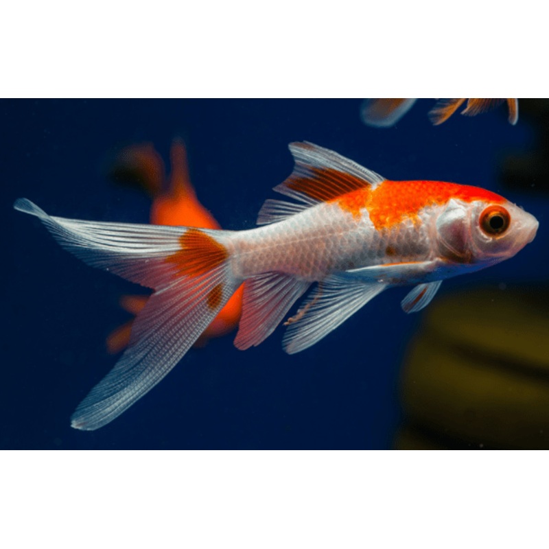 Comet Red and White 14cm