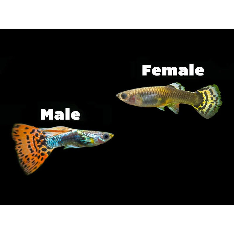 Dumbo Dragon Guppy Male