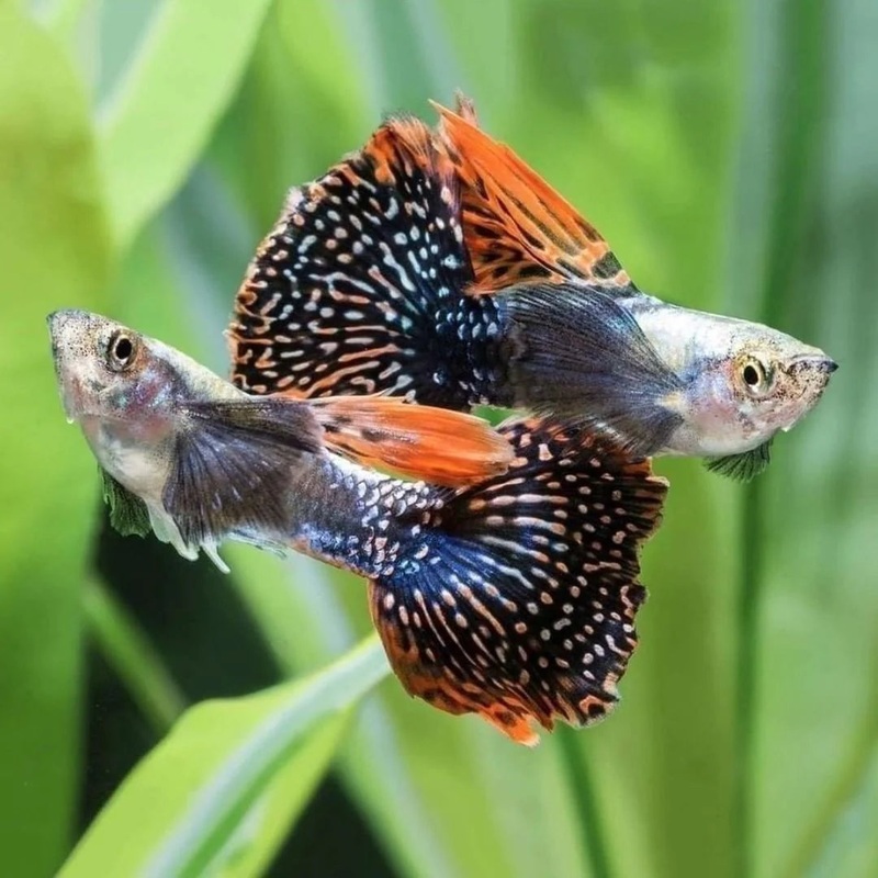 Dumbo Ear Tiger Guppy Male