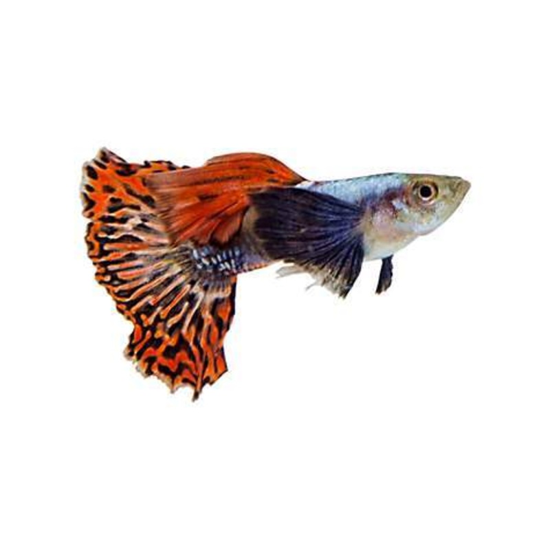 Dumbo Ear Variegated Cobra Guppy Male