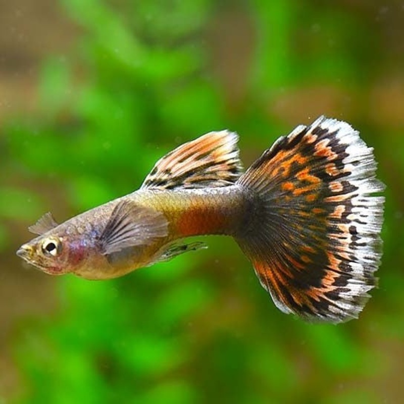 Dumbo Guppy Female