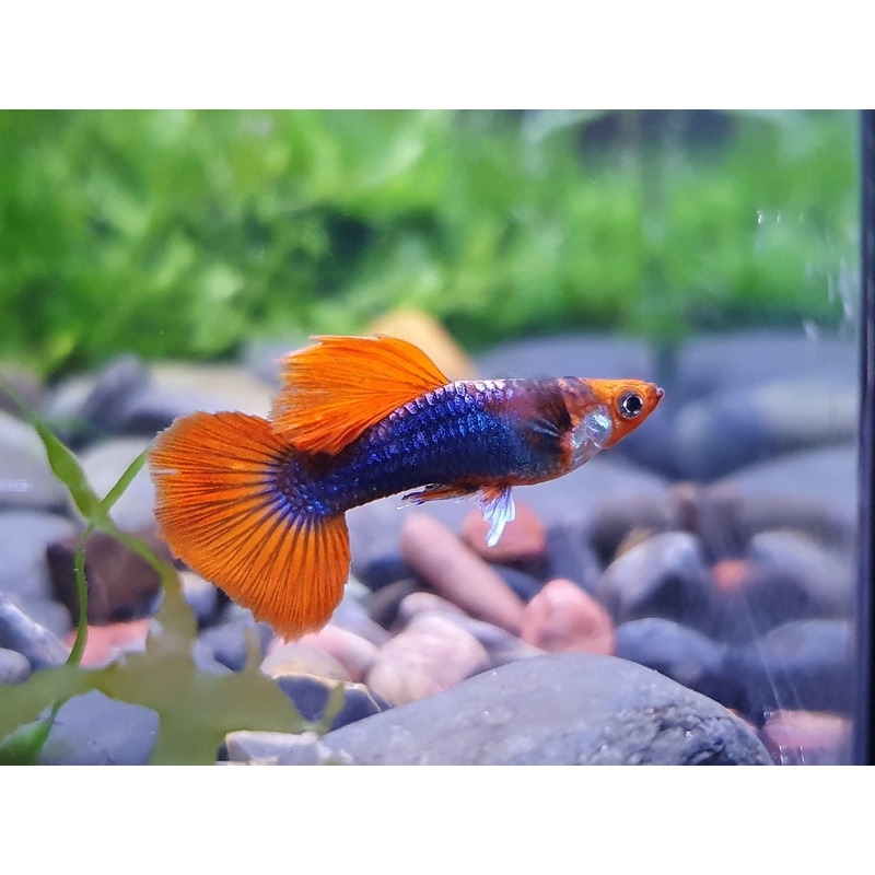 Dwarf Tuxedo Koi Guppy Male