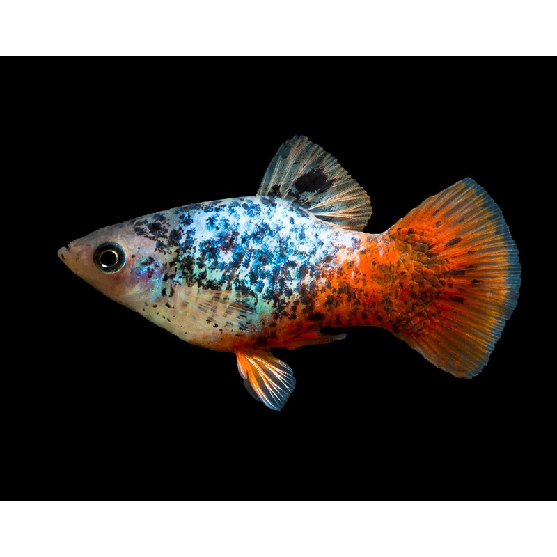 Glowlight Calico Platy