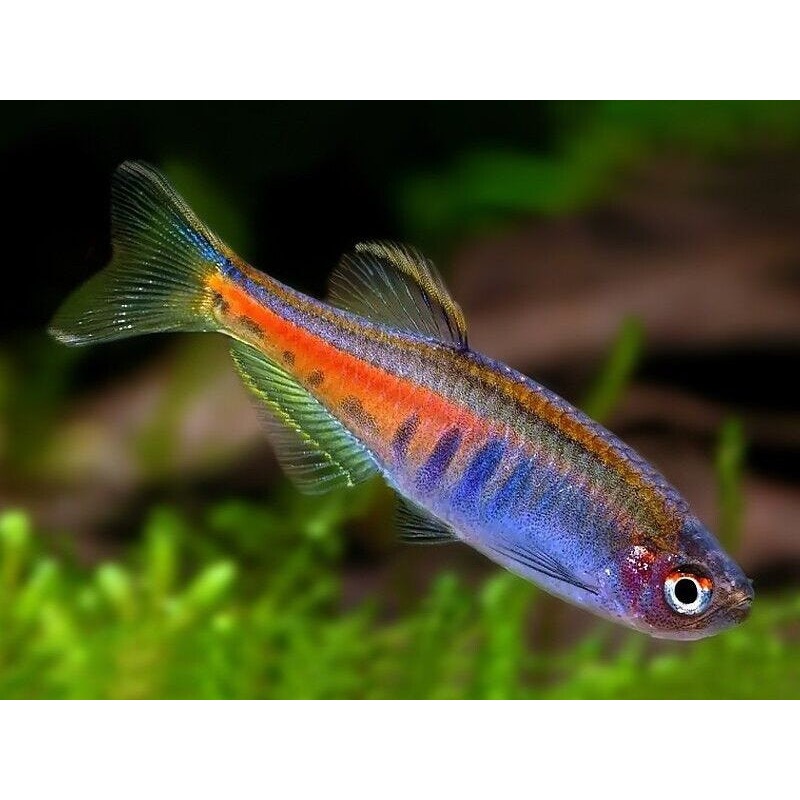 Glowlight Danio