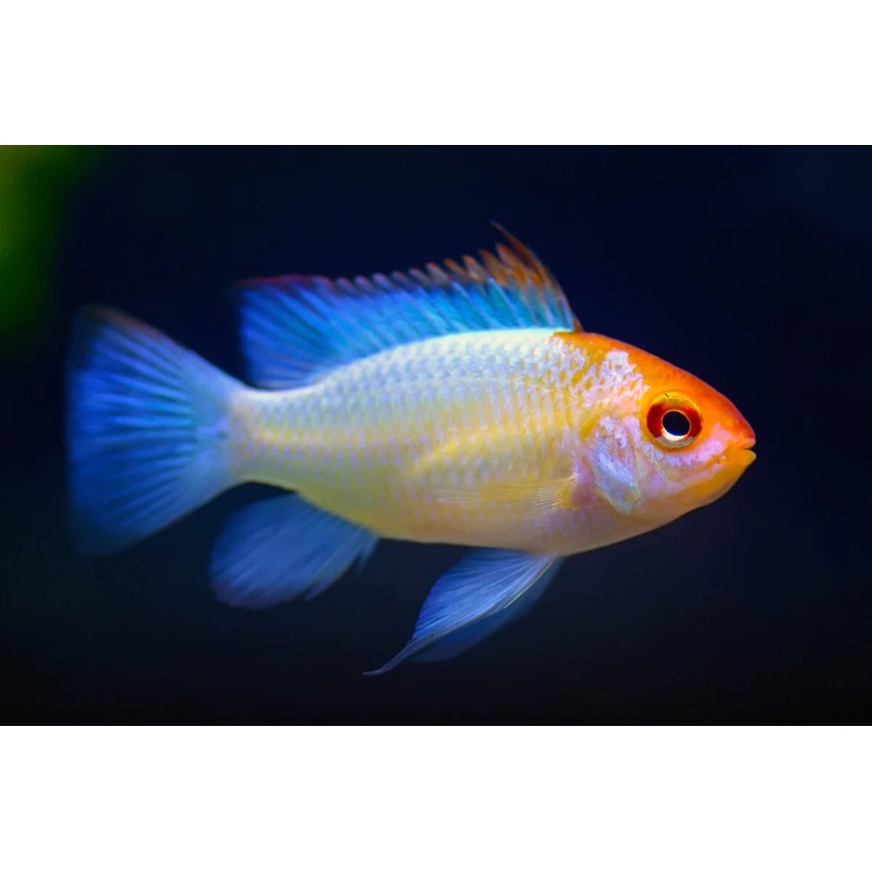 Gold Head Blue Balloon Ram