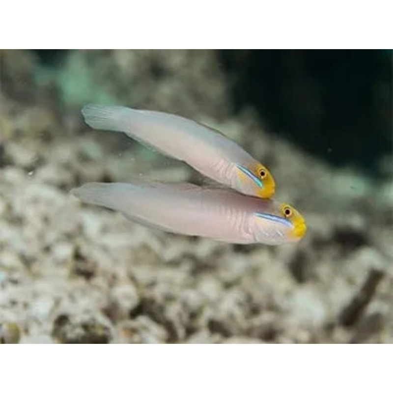 Gold Headed Sleeper Goby Pair Medium12-15cm