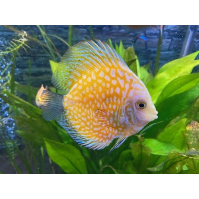 Gold Pearl Pidgeon Discus 10-14cm (MALAYSIAN IMPORT)