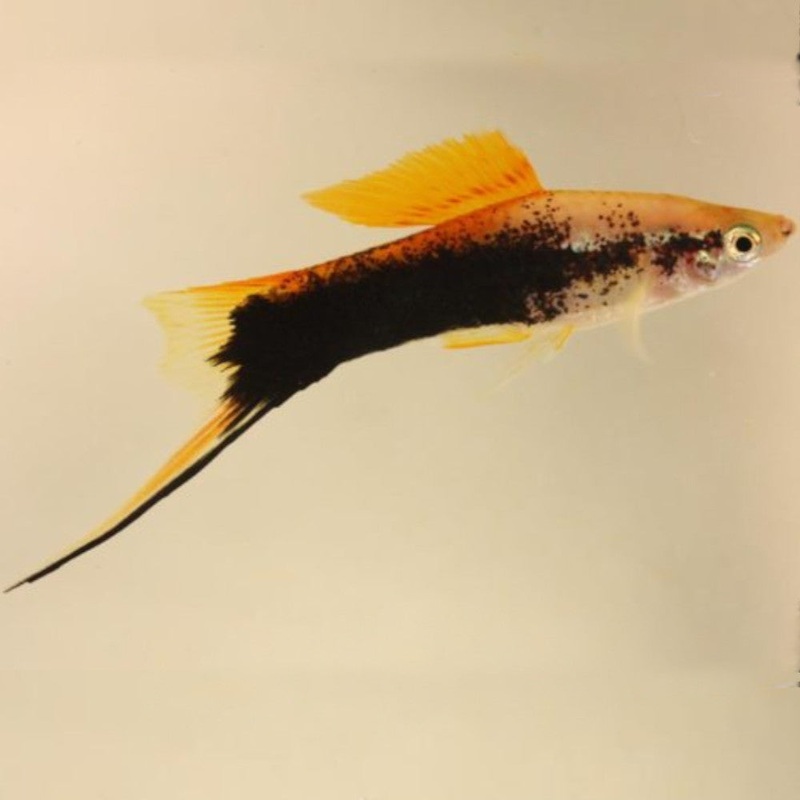 Gold Tuxedo Swordtail