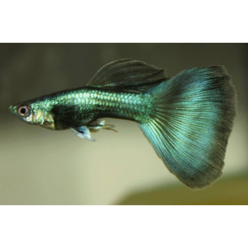 Green Moscow Guppy Male