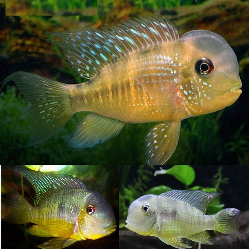 Gymno. Balzani Cichlid 6cm