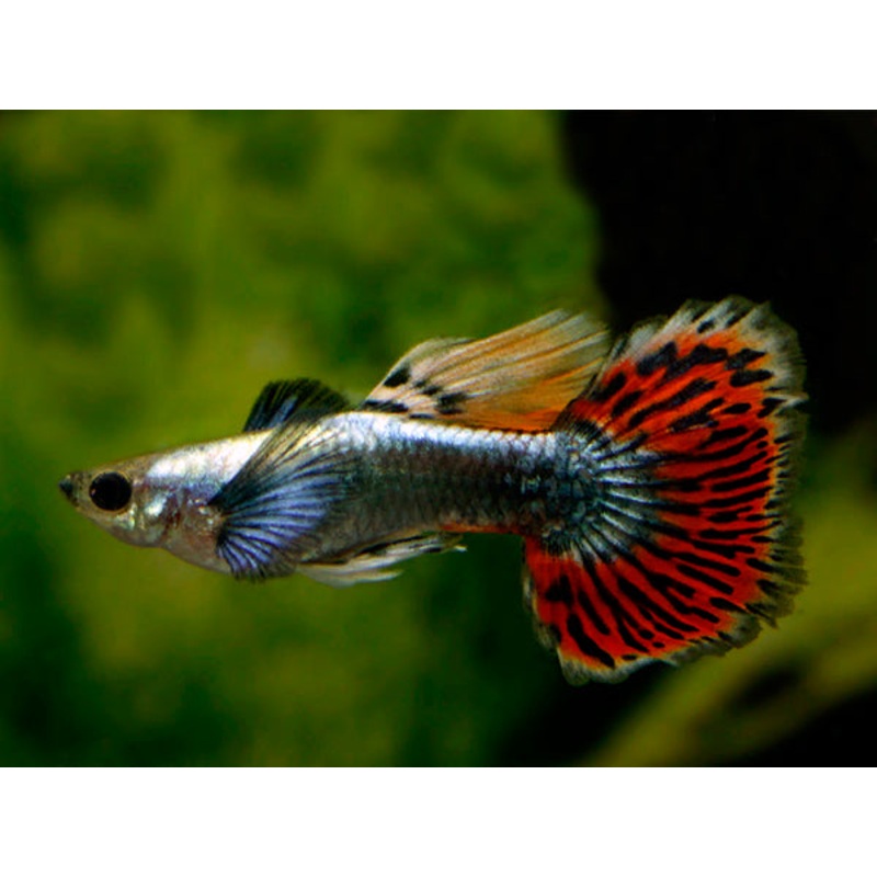 Halfmoon Guppy Pair