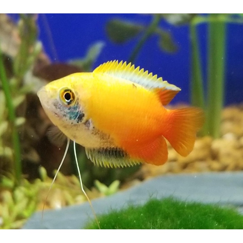 Honey Gold Gourami 4-5 Cm