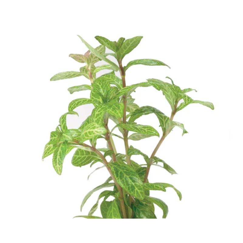 Hygrophila Polysperma