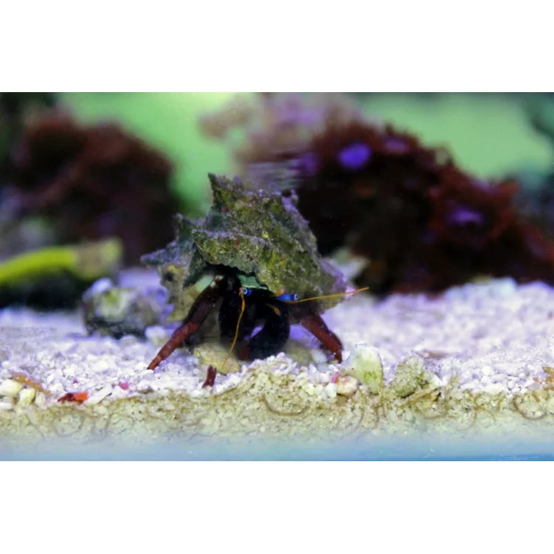 Janitor Crab