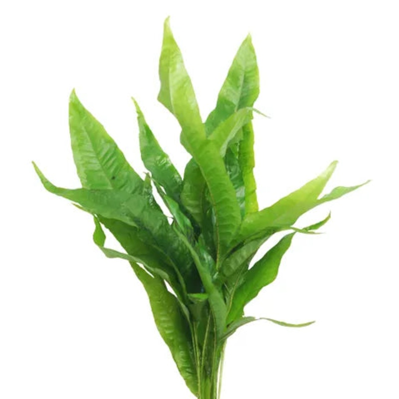 Java Fern Large