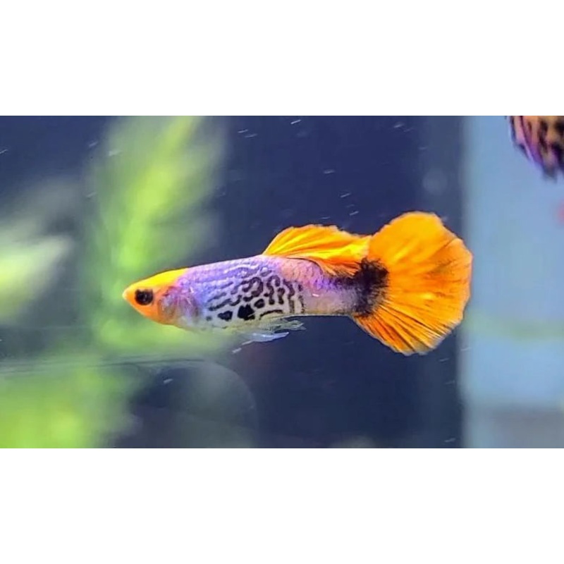 Koi Cobra Male Guppy