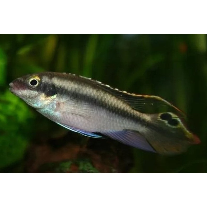 Kribensis 4-6cm