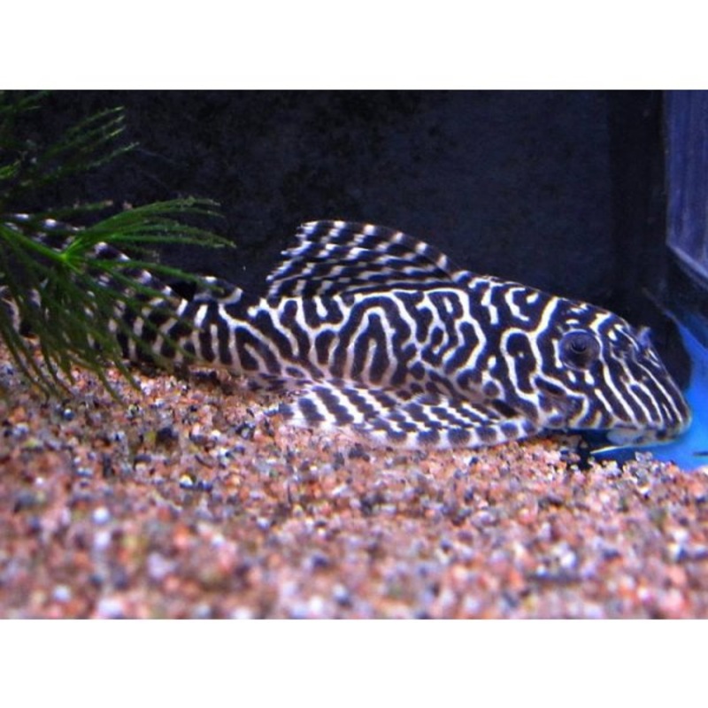 L066 King Tiger Pleco Adult