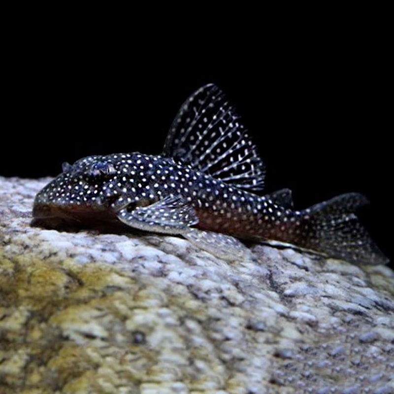L136 Demini Angelicus Pleco
