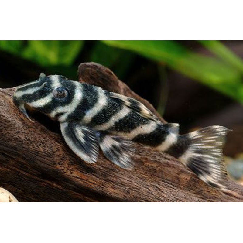 L270 Chocolate Zebra Pleco Adult