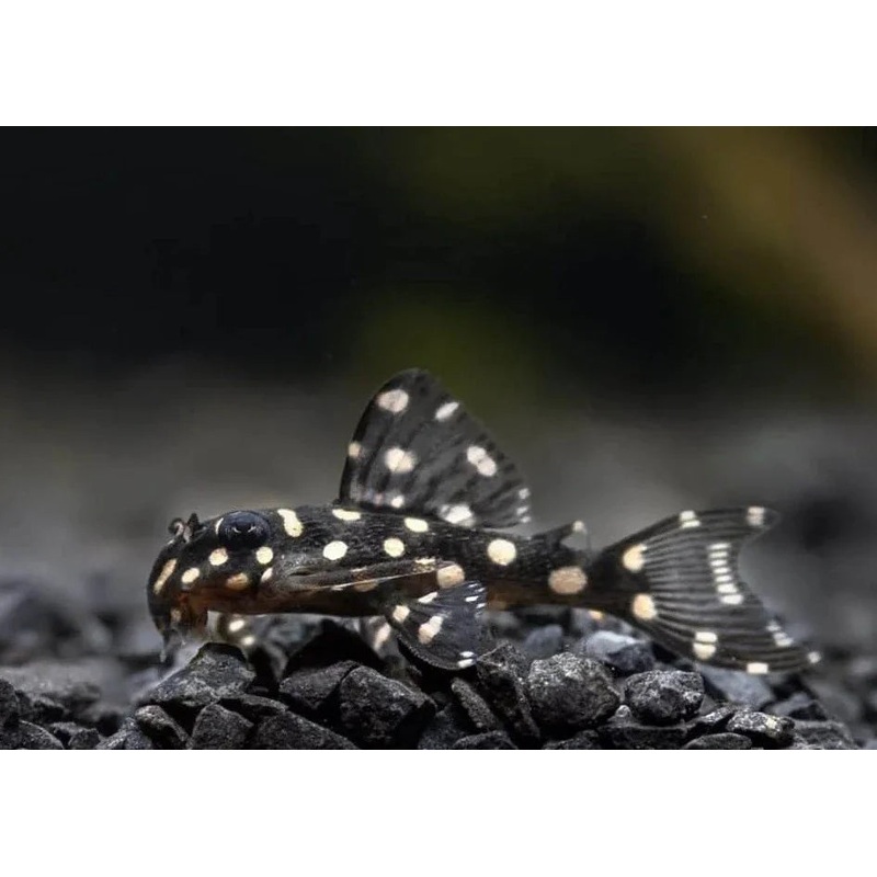 L471 Dwarf Snowball Pleco