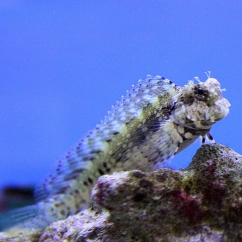 Lawnmower Blenny