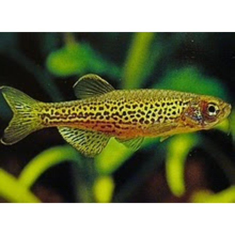 Leopard Danio 3 Cm
