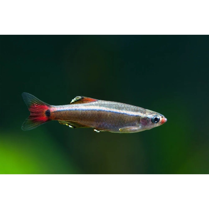 Longfin White Cloud