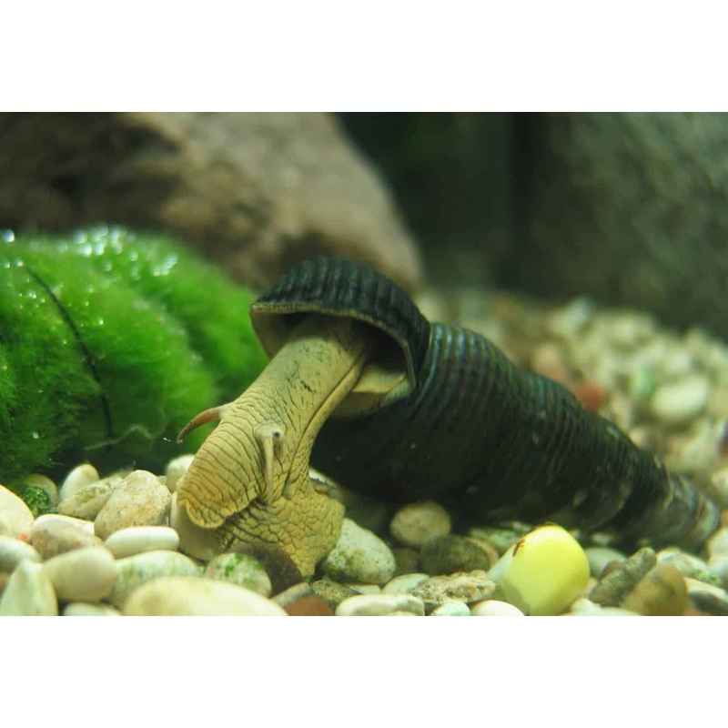 Malaysian Trumpet Snail