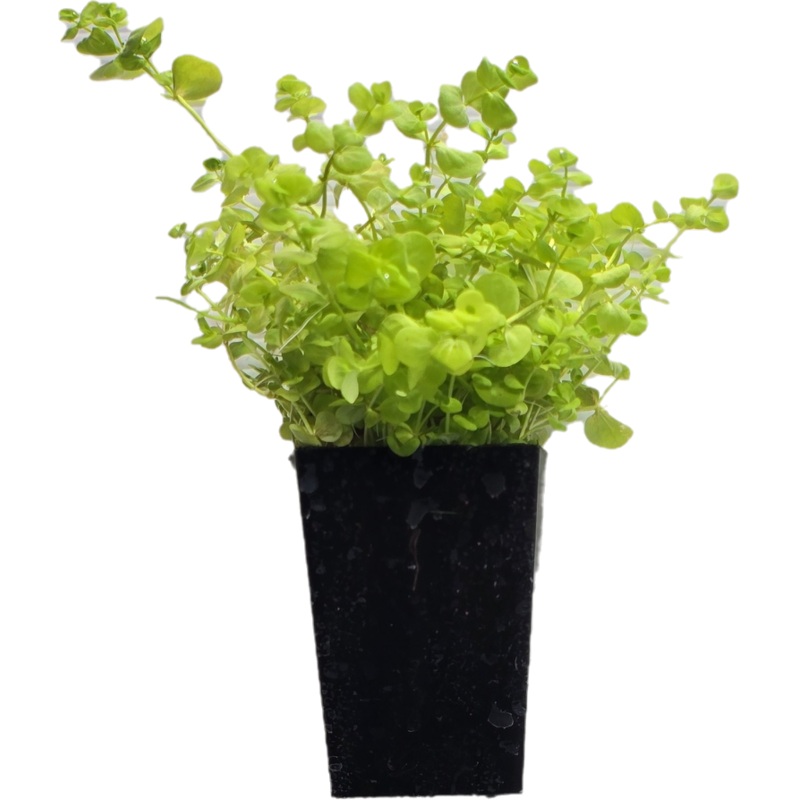 Micranthemum umbrosum (Broad Leafed Baby Tears) 5cm Pot